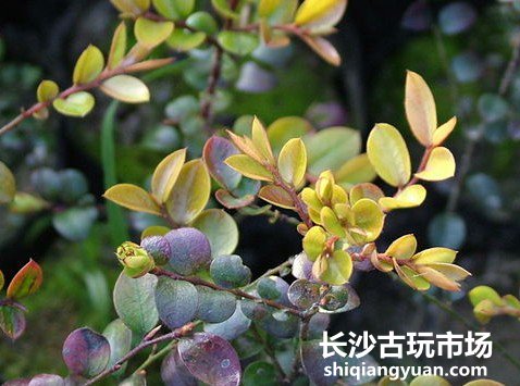 小叶紫檀鉴定方法