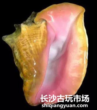 海螺珠：关于海螺珠的5件事