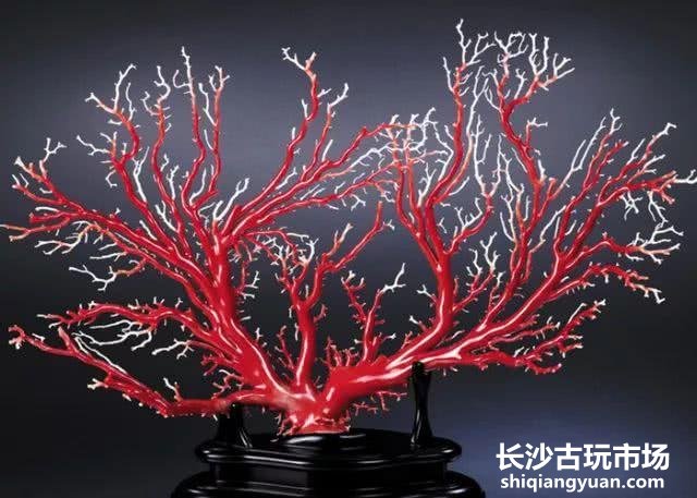 掌上珊瑚怜不得 却教移作上阳花