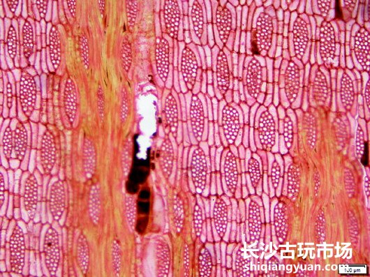 △非洲崖豆木解剖学切片图(横、弦)(图1)△非洲崖豆木解剖学切片图(横、弦)(图1)