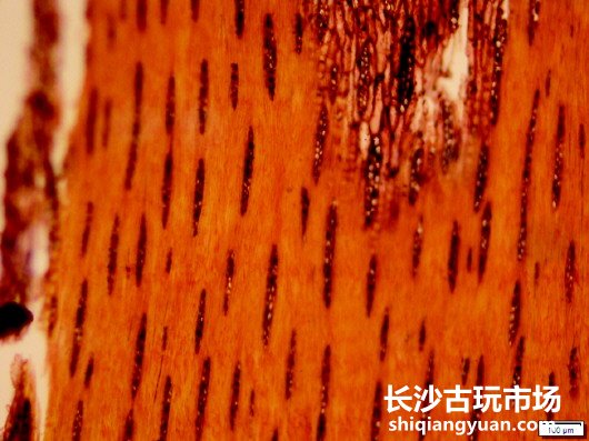 △铁刀木解剖学切片图(横、弦)(图3)