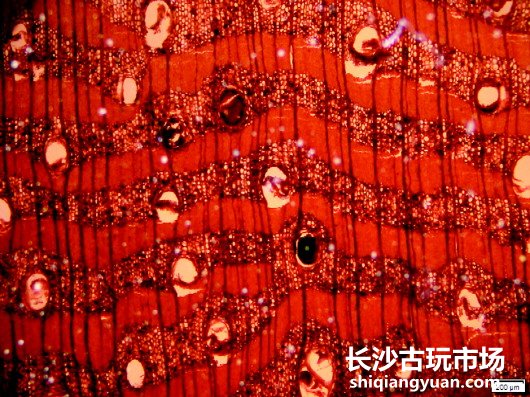 △白花崖豆木解剖学切片图(横、弦)(图2)