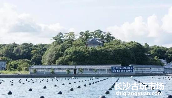 Mikimoto在日本的Akoya珍珠养殖基地