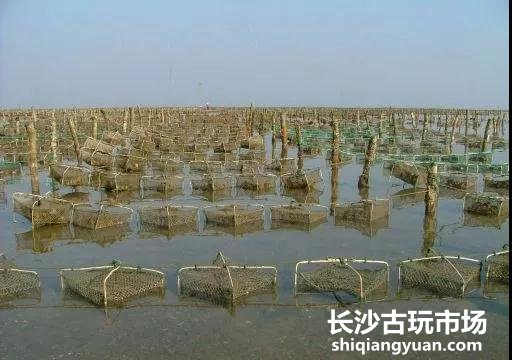 合浦珍珠养殖基地