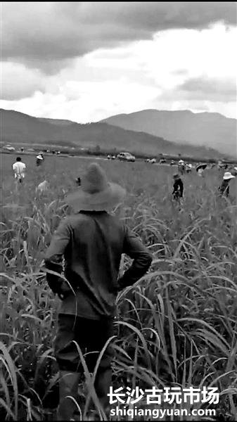 大量人员在勐遮镇曼仑村寻找陨石