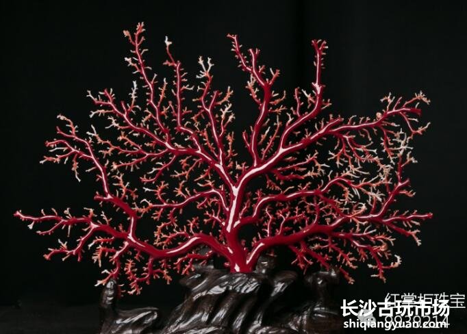 红珊瑚颜色不同价格天差地别！红珊瑚市场价格