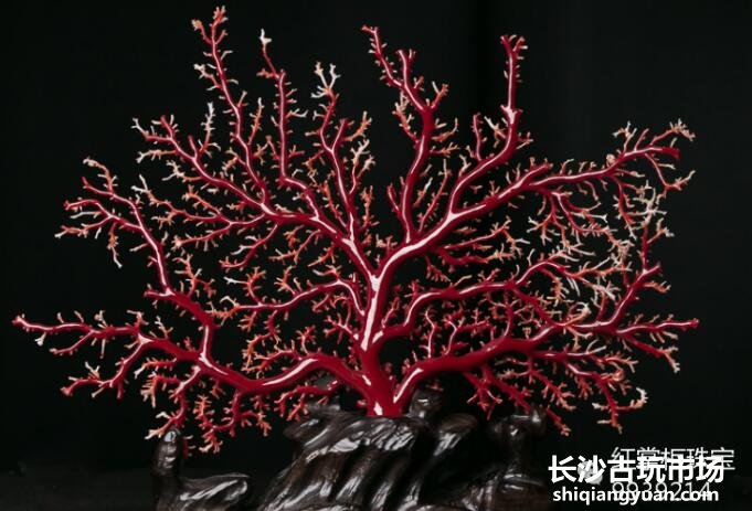 2018年红珊瑚多少钱一克？如何判断红珊瑚价格