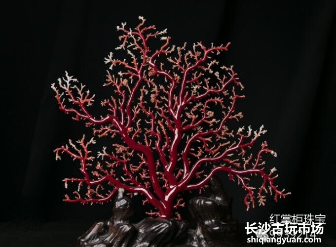 红珊瑚价格持续升温，红珊瑚价格涨到多少钱一