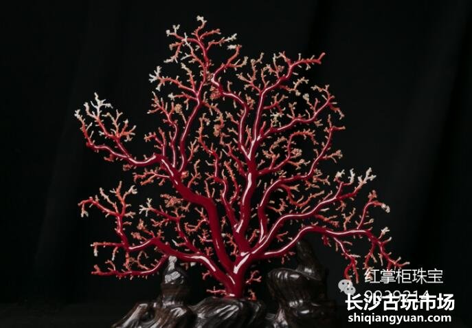 红珊瑚价格越来越高，现在红珊瑚价格多少钱一