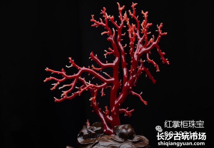 红珊瑚价格猛蹿，这样的红珊瑚市场该何去何从