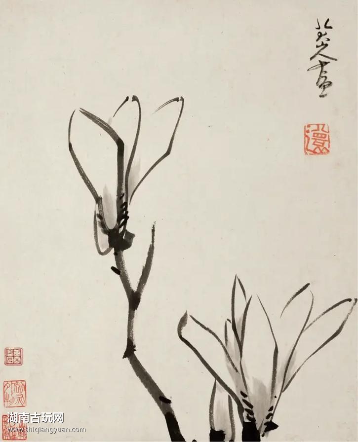 八大山人玉兰图